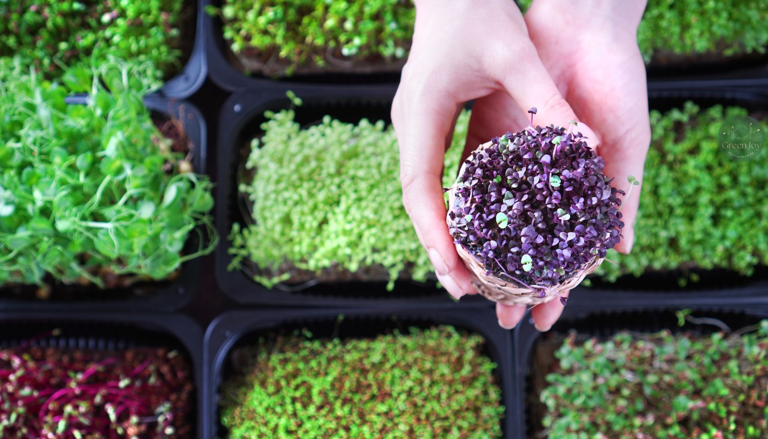 Tipos de Microverdes