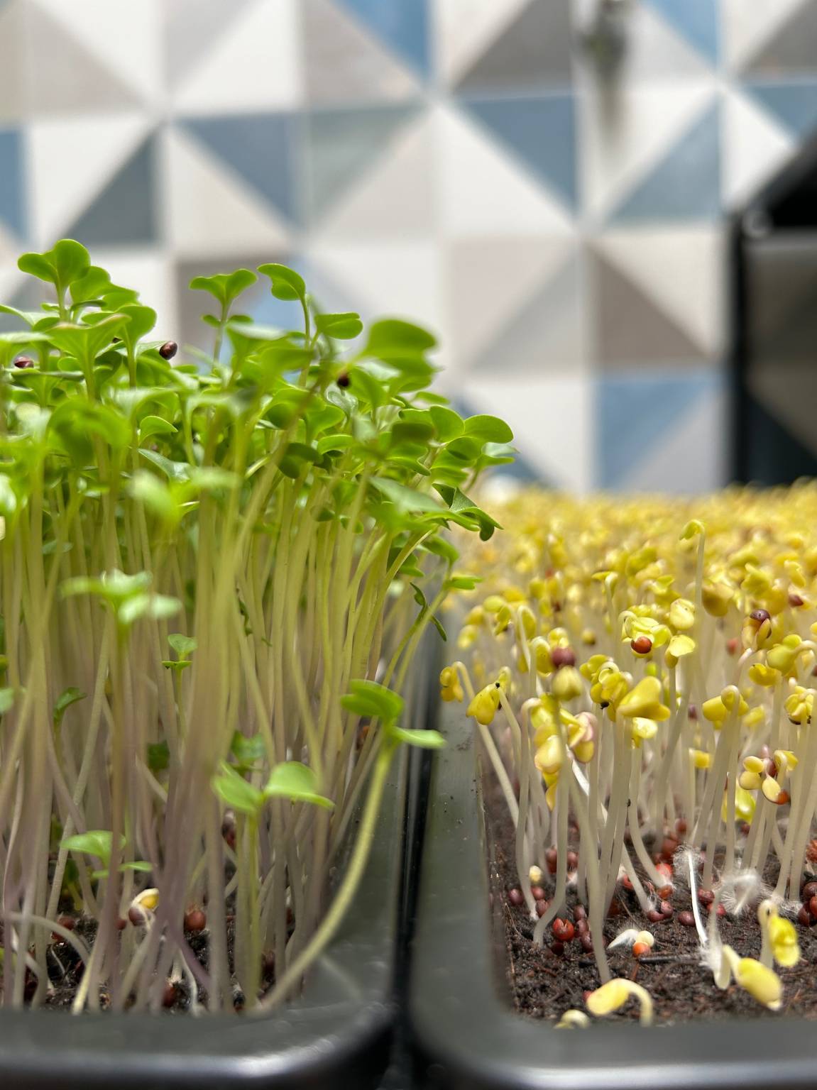 Cultivo Sustentável