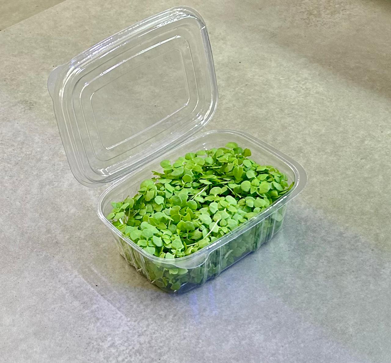 Microverde de Manjericao Limoncino 20g